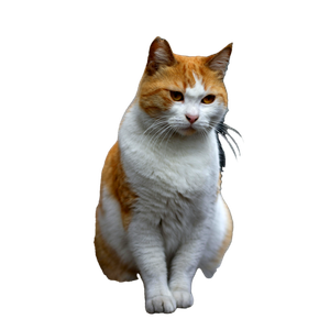 A Charming Ginger Cat Sits Elegantly On A Wall In İStanbul, TüRkiye, Showcasing Its Soft Fur And Curious Expression. 20016 - Cat PNG image with transparent background